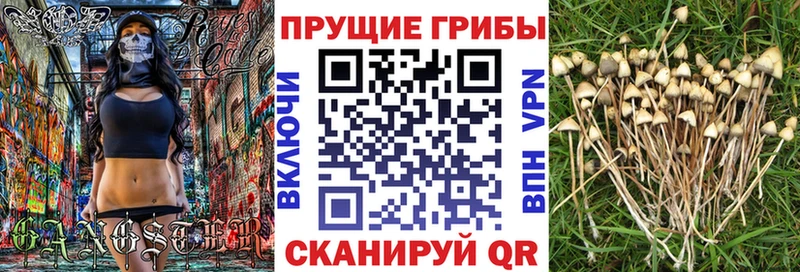 omg зеркало  Дмитриев  Галлюциногенные грибы мухоморы  наркота 